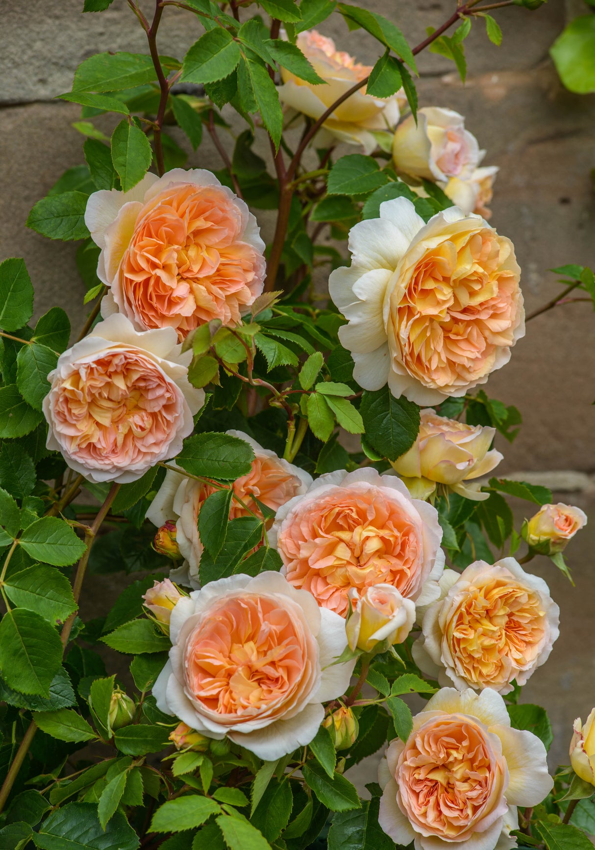 David Austin Rose - Bathsheba