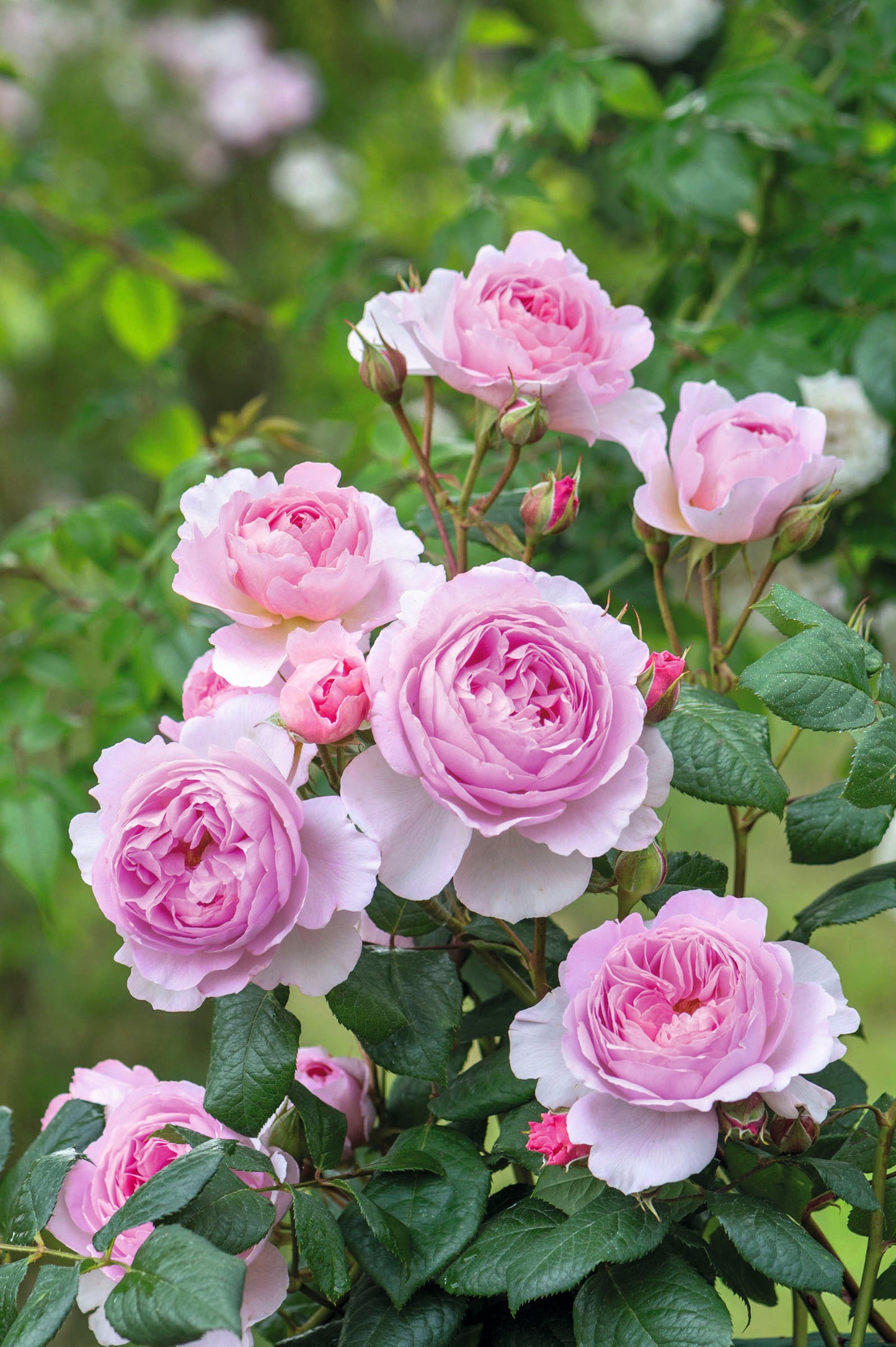 David Austin Rose - The Ancient Mariner
