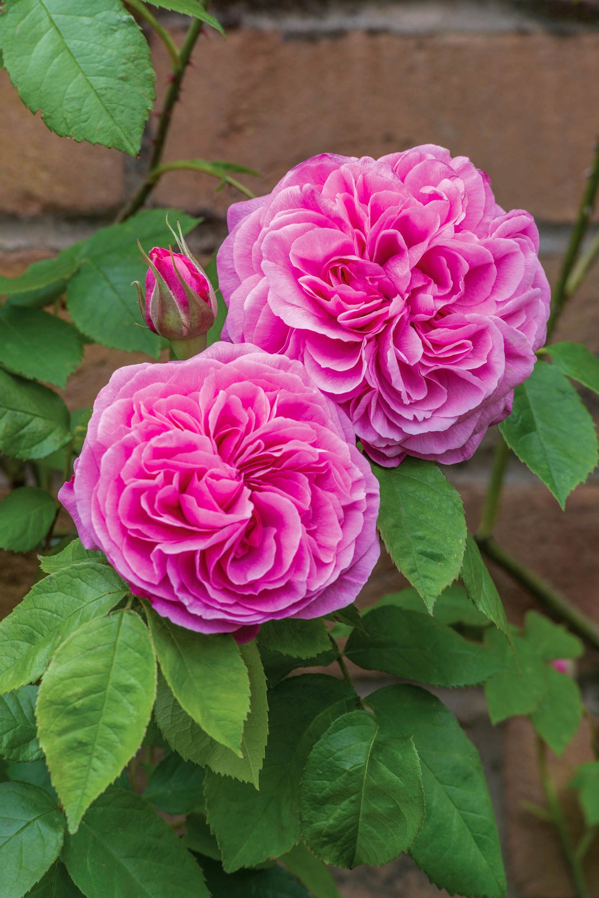 David Austin Rose - Gertrude Jekyll