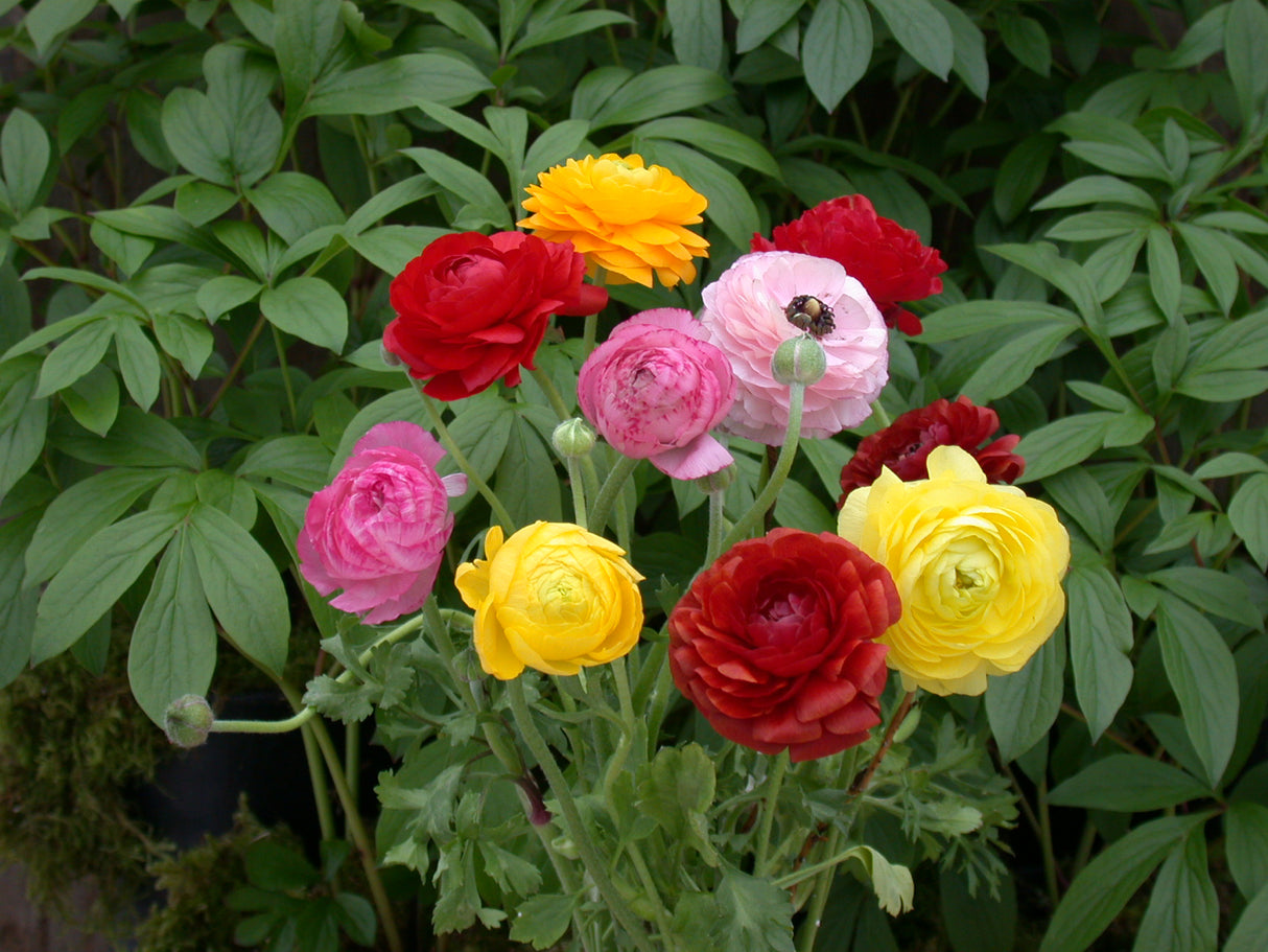 Ranunculus Mix - Spring Planting