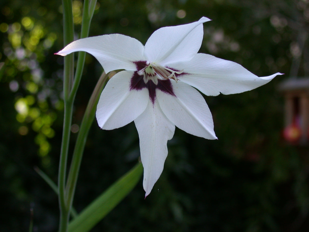 Acidanthera Bicolor Murielae