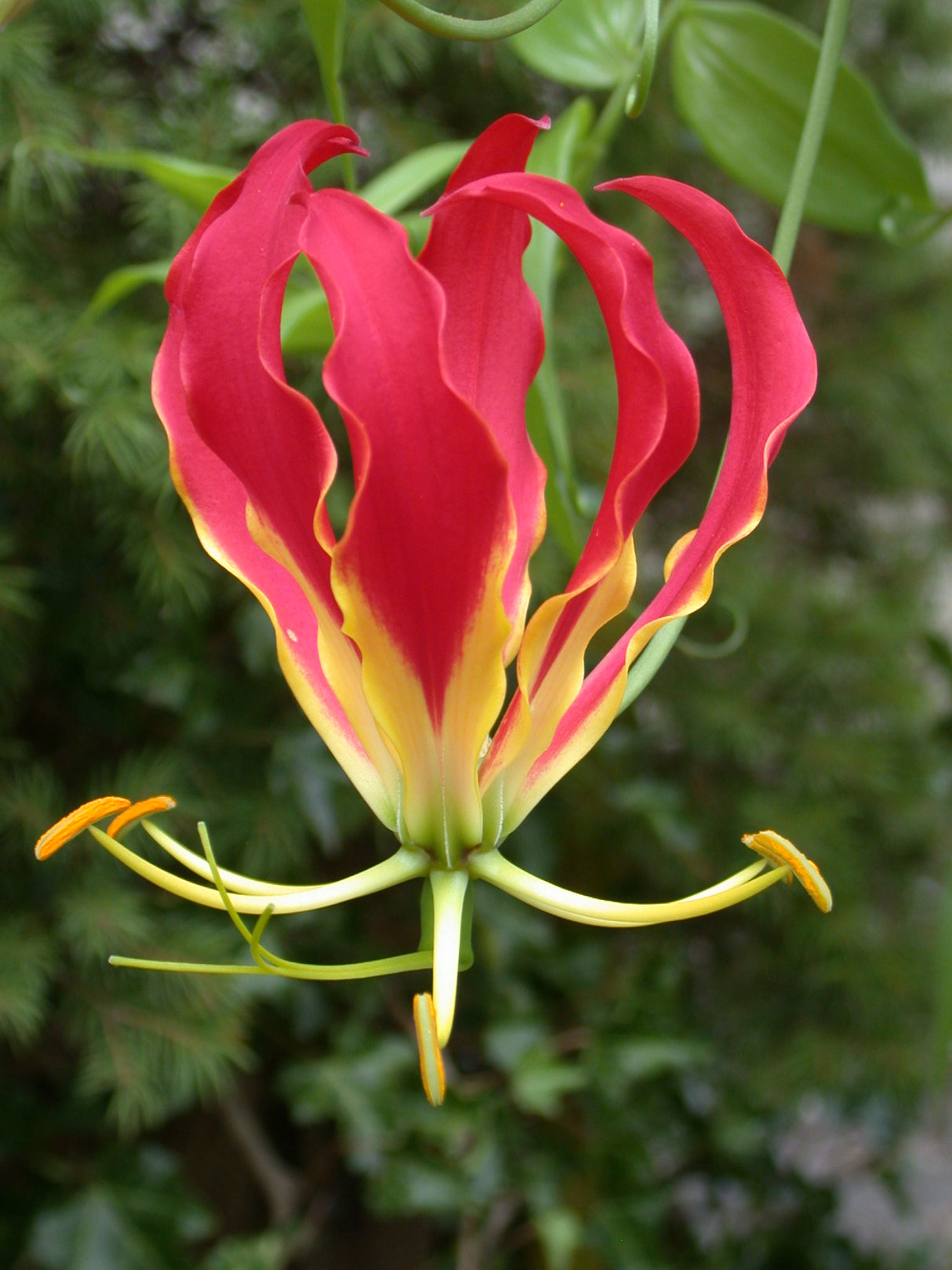 Gloriosa rothschildiana