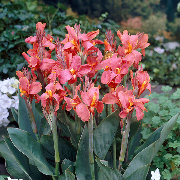 Canna Pink Beauty