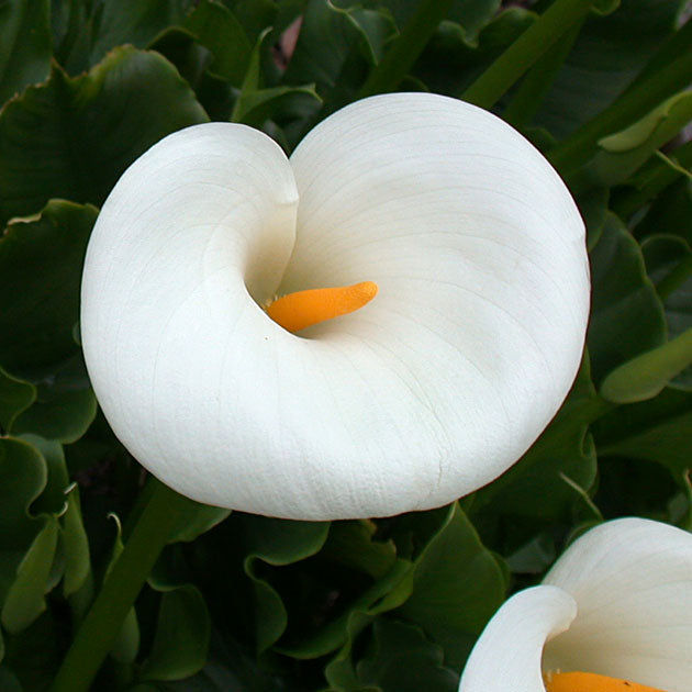 Calla aethiopica