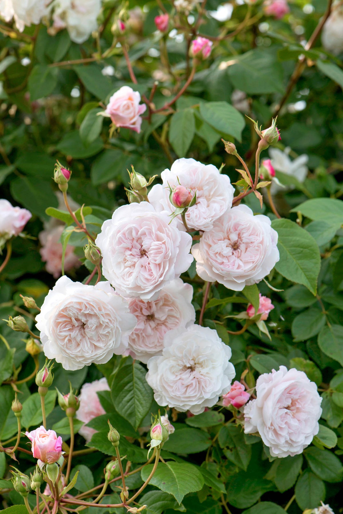 David Austin Rose - The Albrighton Rambler