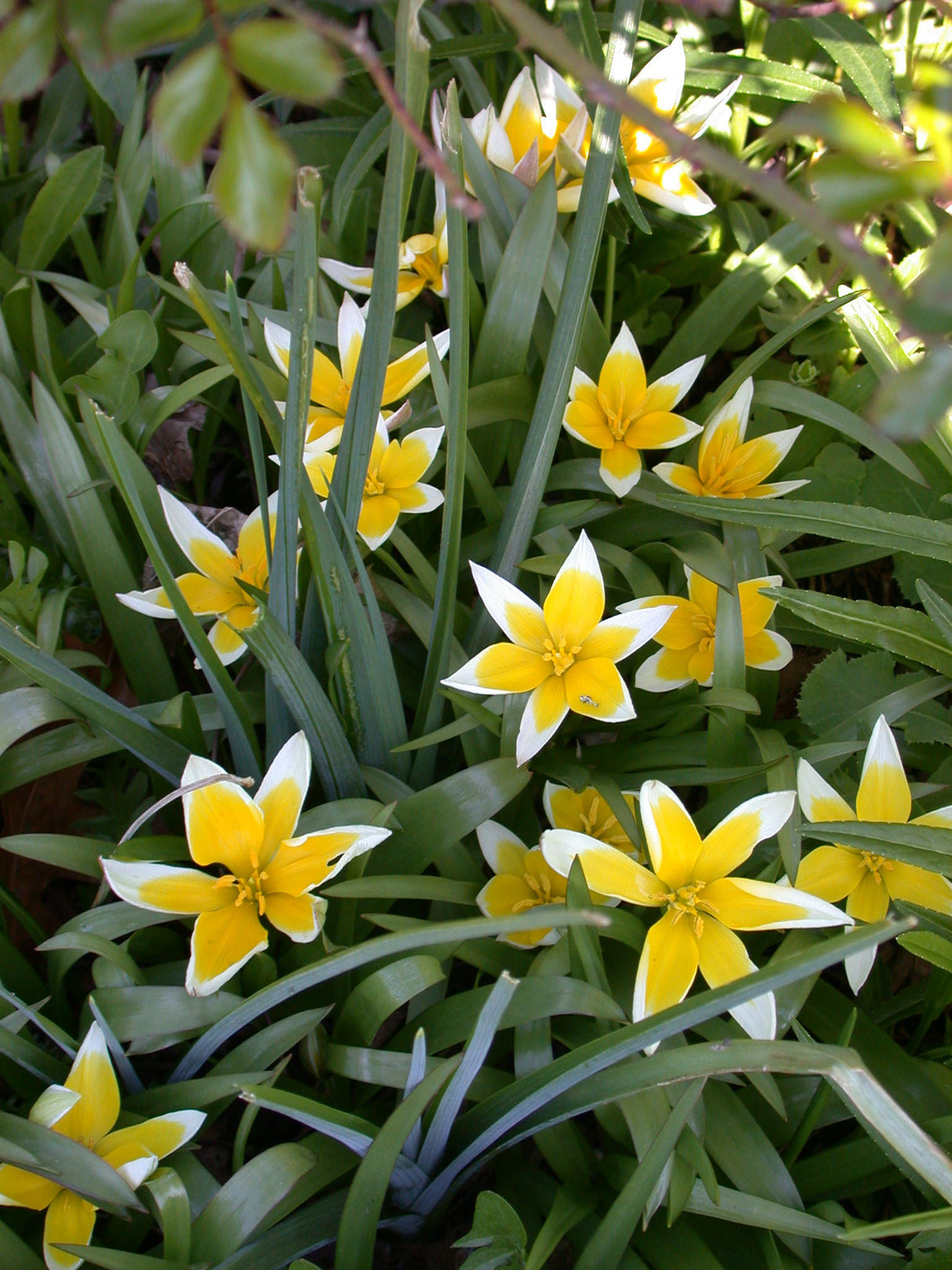 Tulip Dasystemon Tarda