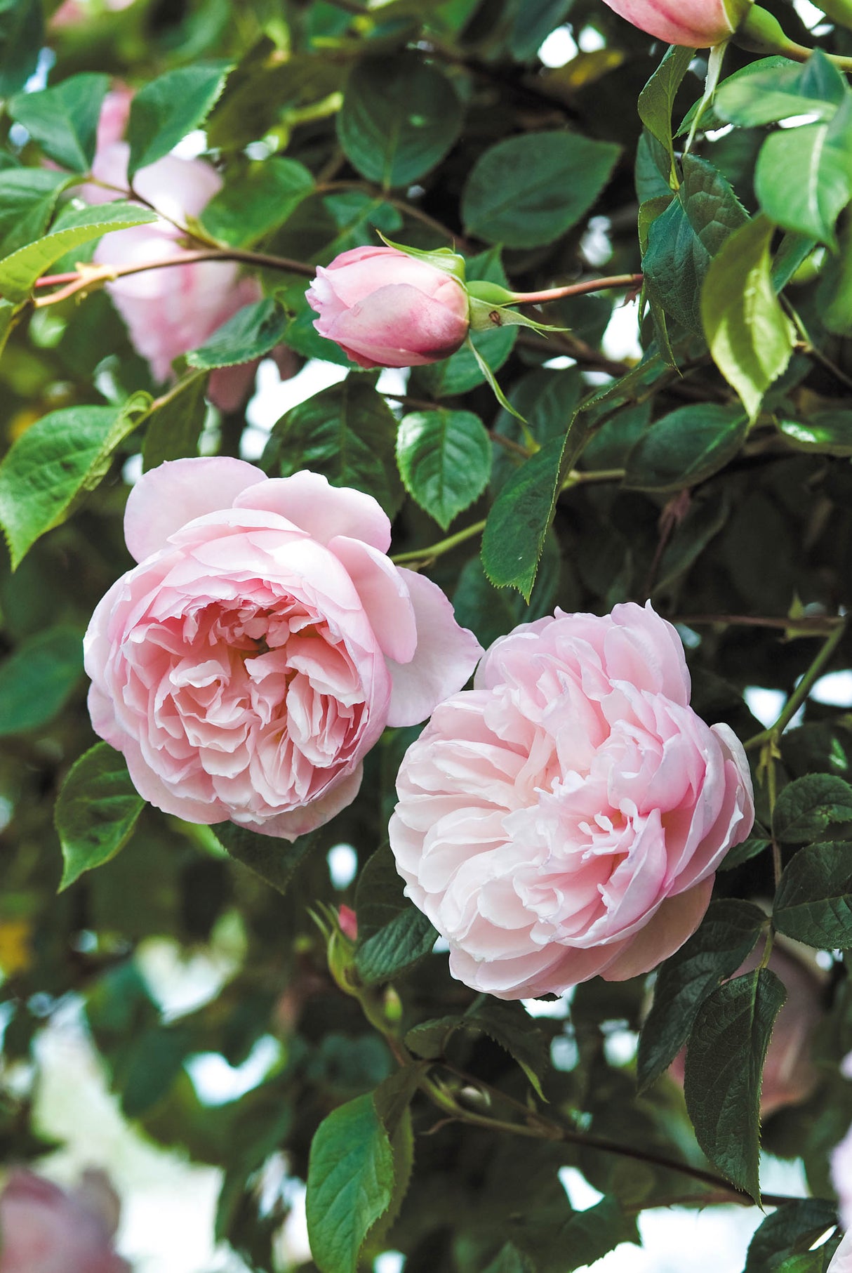 David Austin Rose - The Generous Gardener