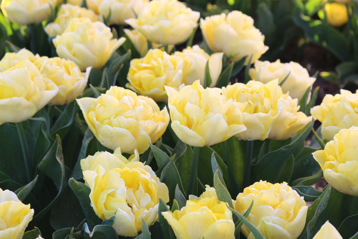 Tulip Secret Perfume