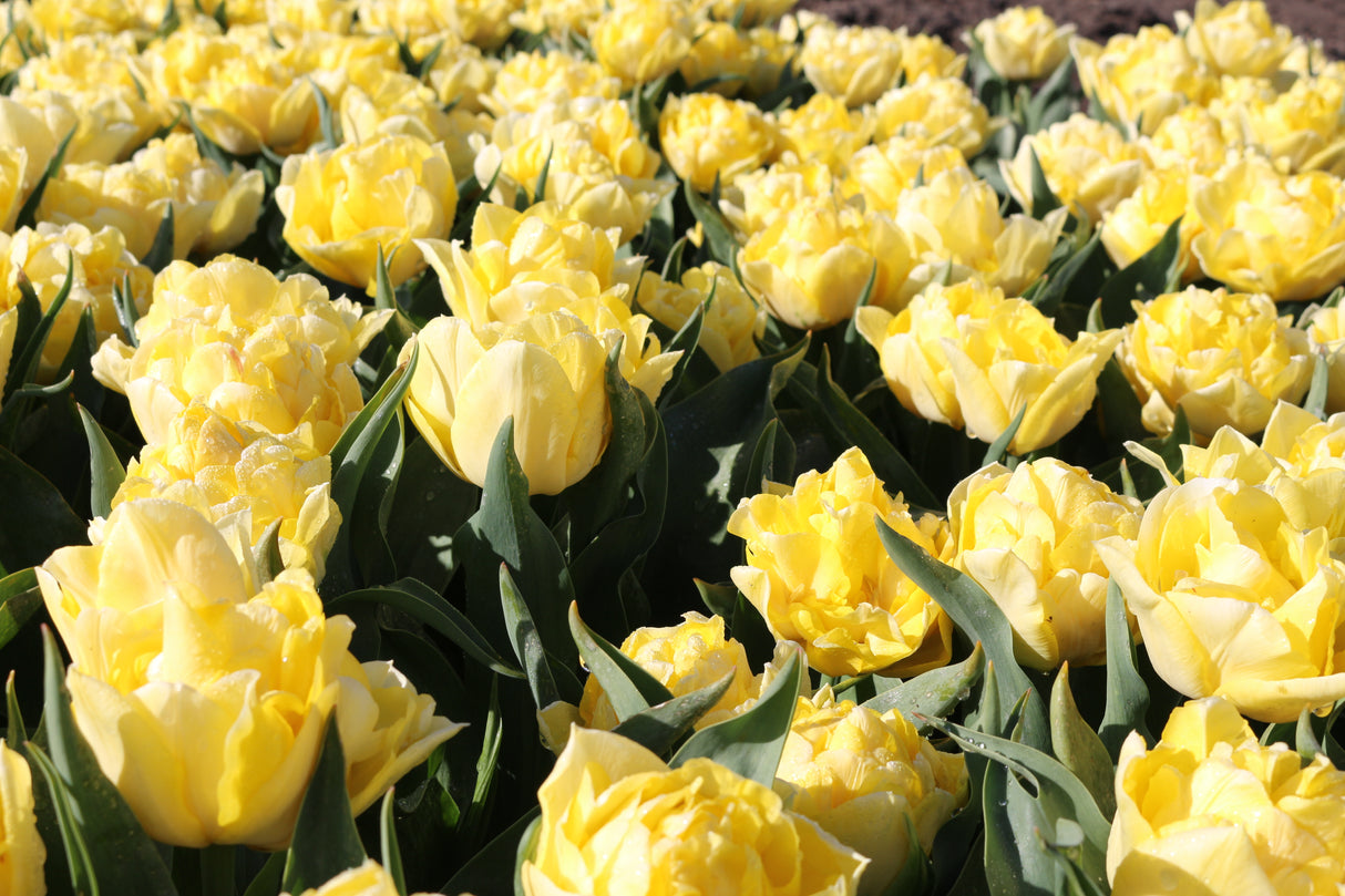 Tulip Secret Perfume