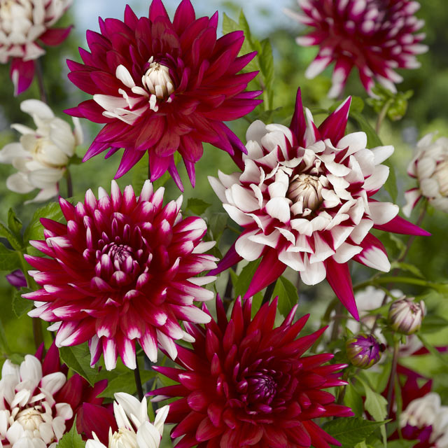 Dahlia Rebecca's World