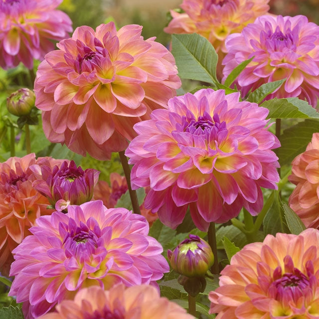 Mixed Dahlia - Fruit Punch