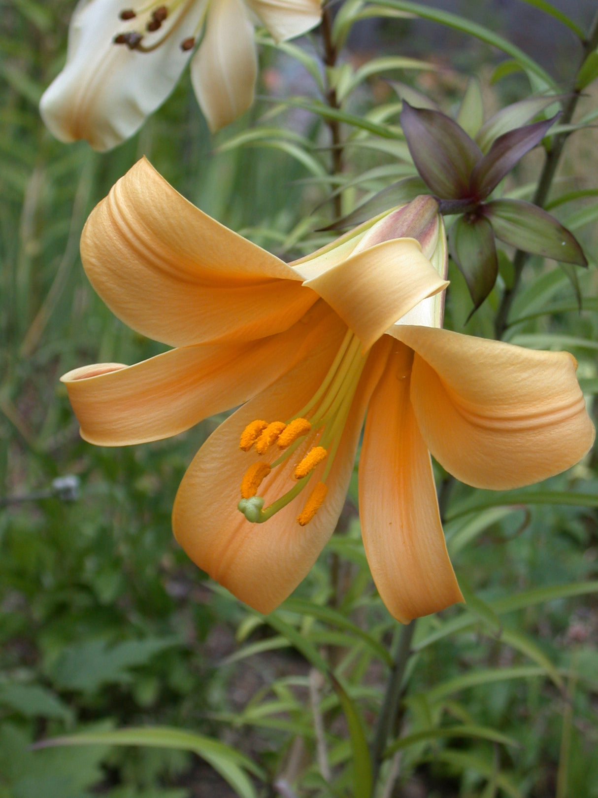Lily African Lady