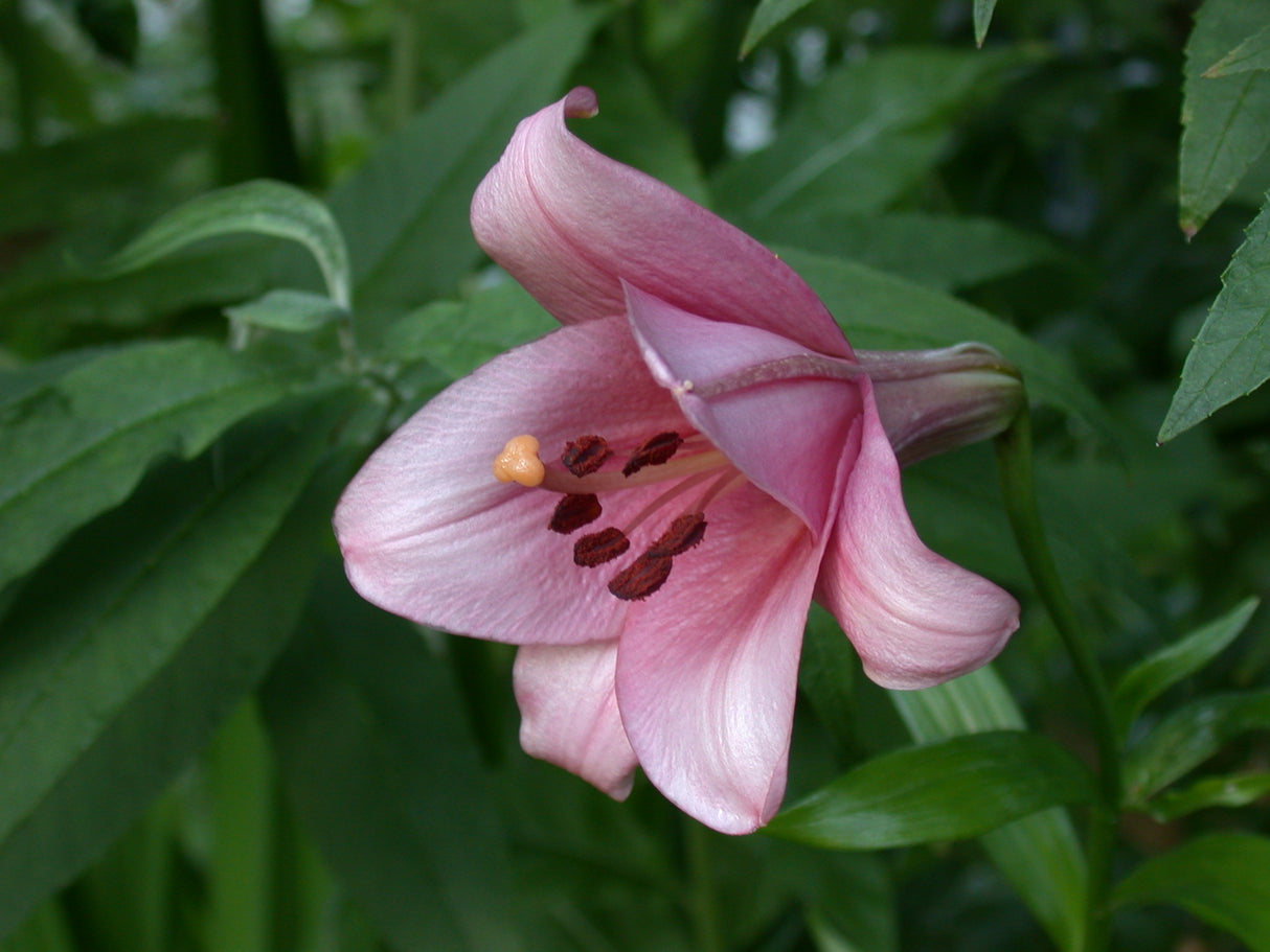 Lily Pink Perfection