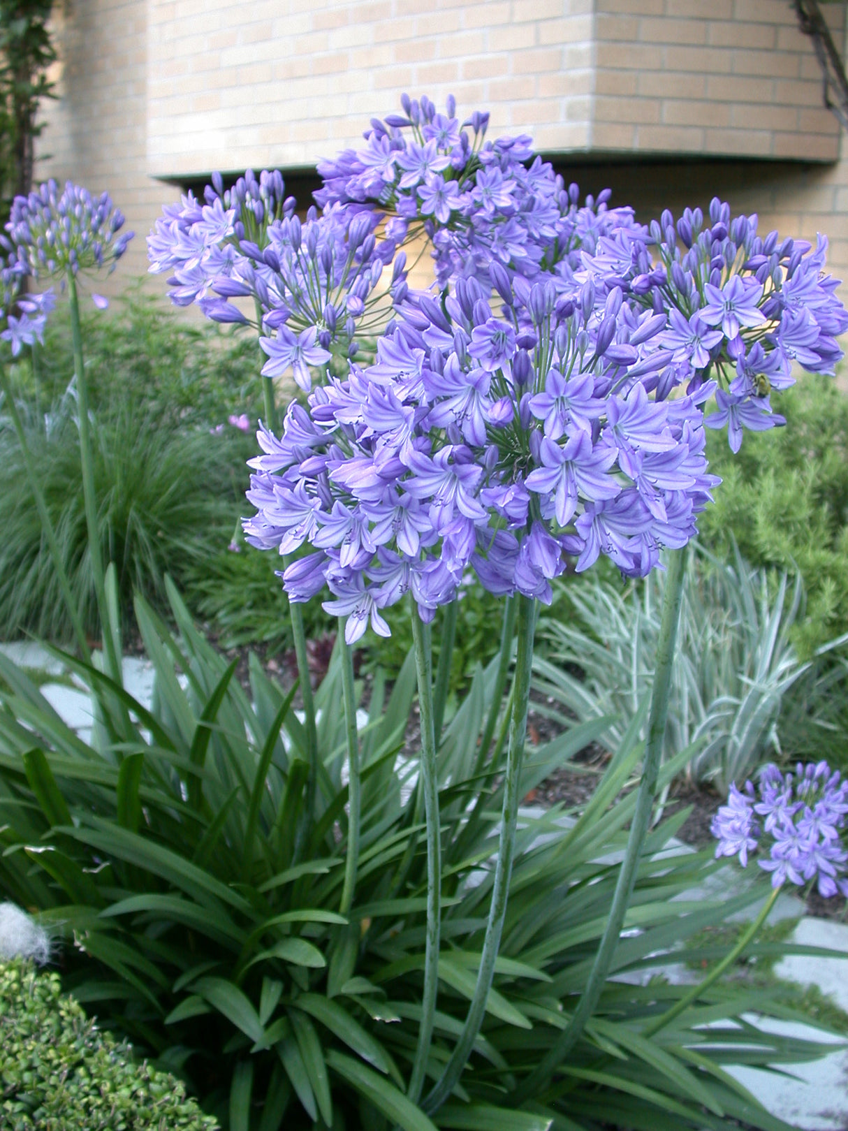 Agapanthus Blue Triumphator