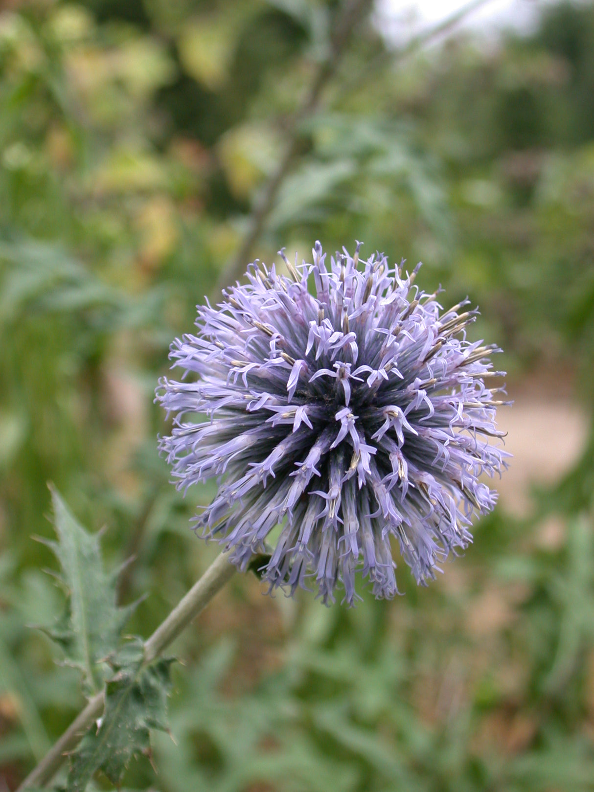 Echinops Veitchs Blue