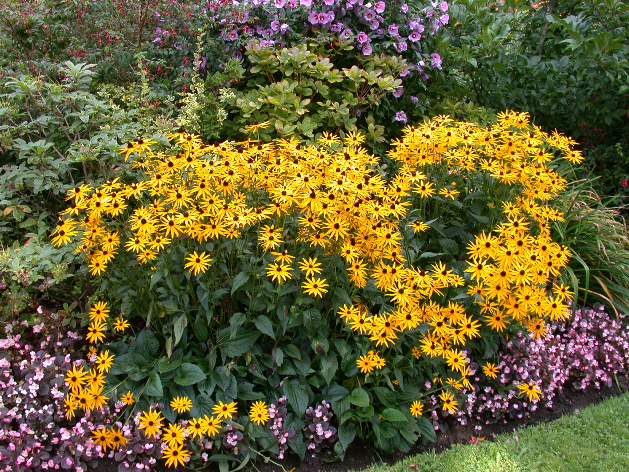 Rudbeckia Goldsturm Jumbo Root – Coast Farms