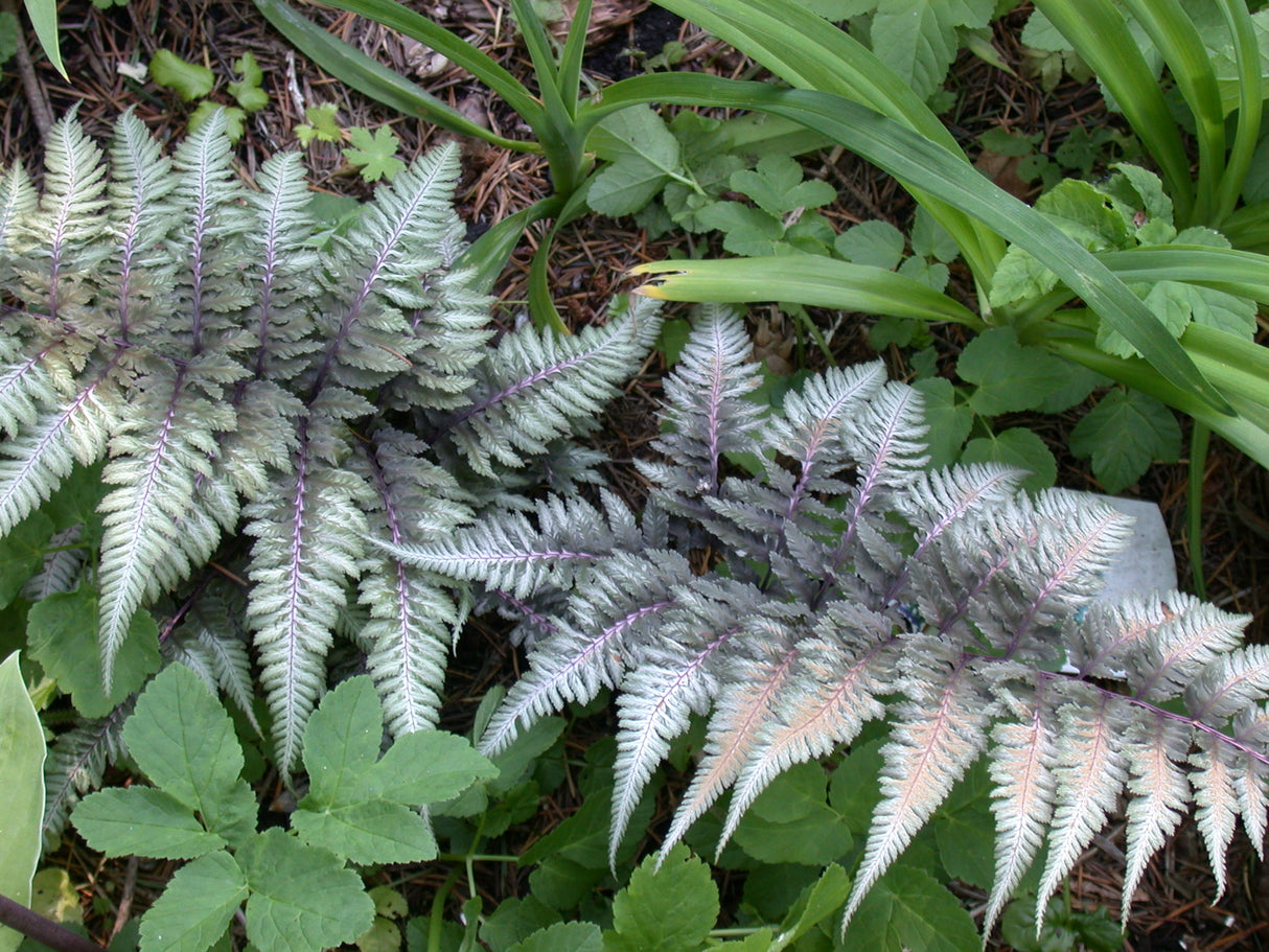 Athyrium Metallicum