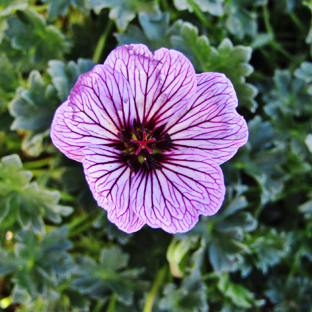 Geranium Ballerina