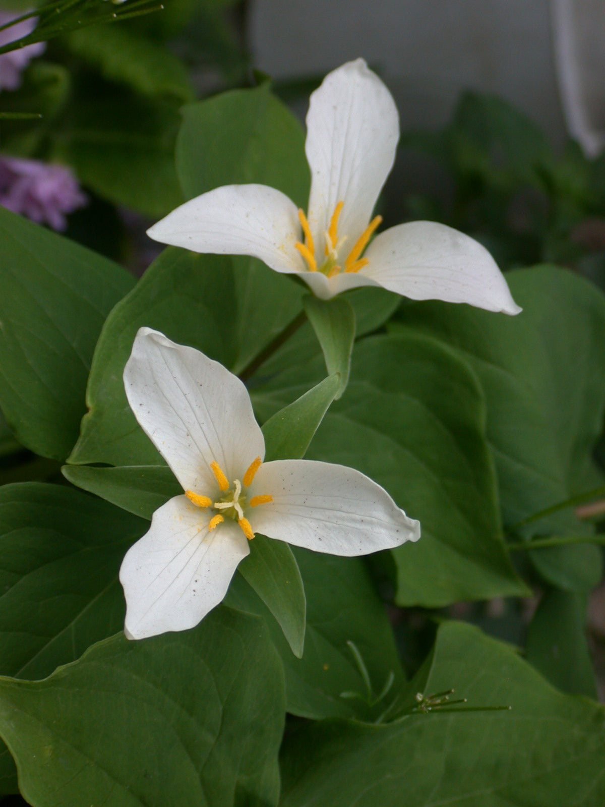 Trillium grandiflorum