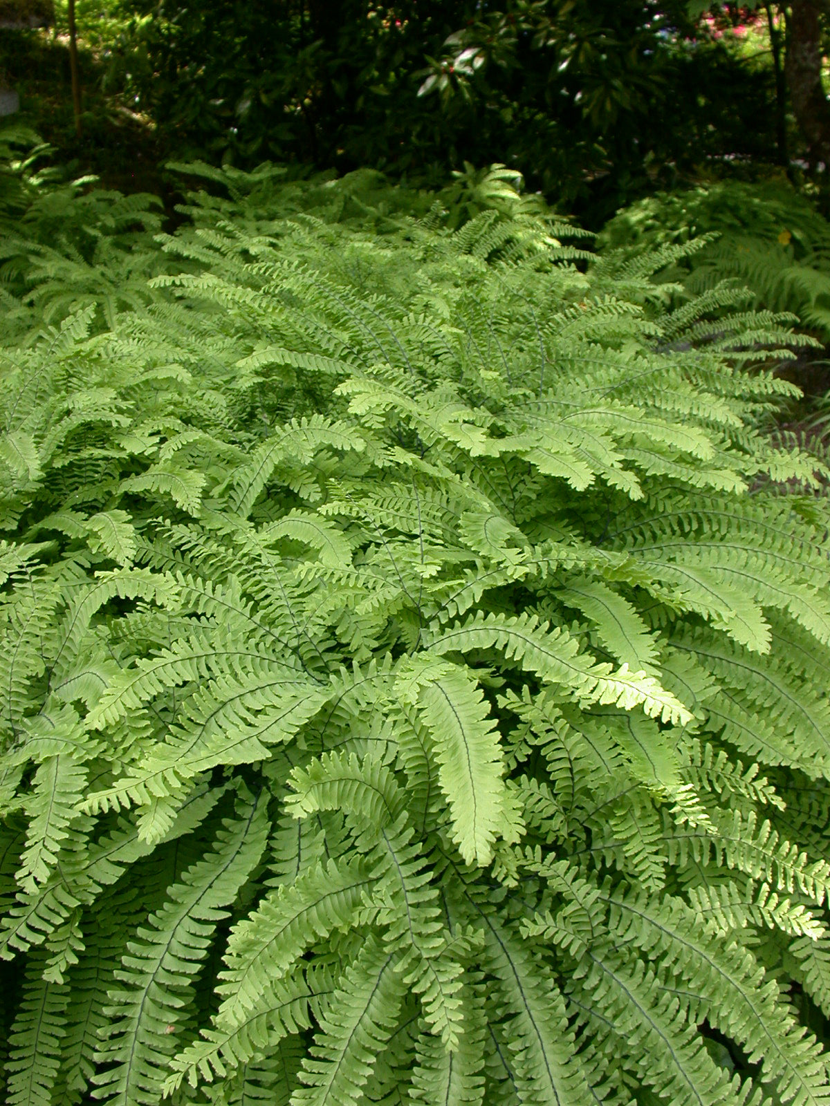 Adiantum pedatum