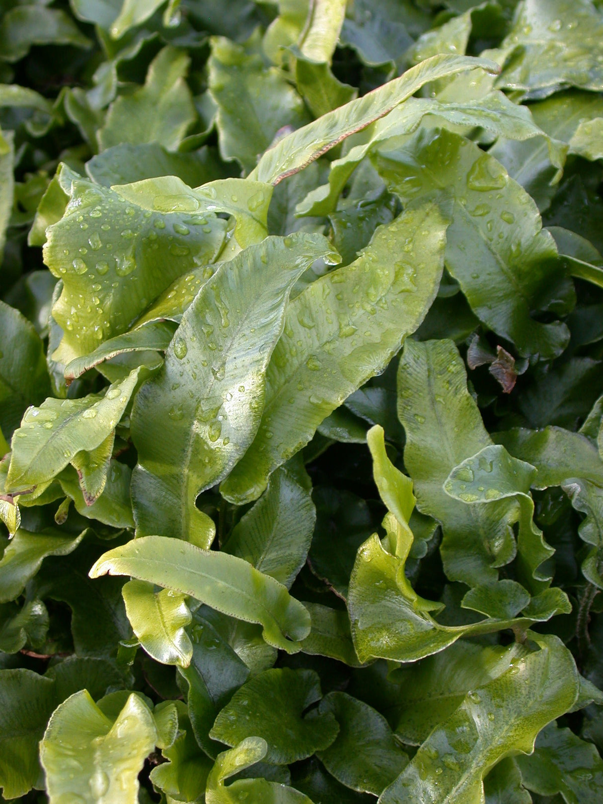 Phyllitis scolopendrium