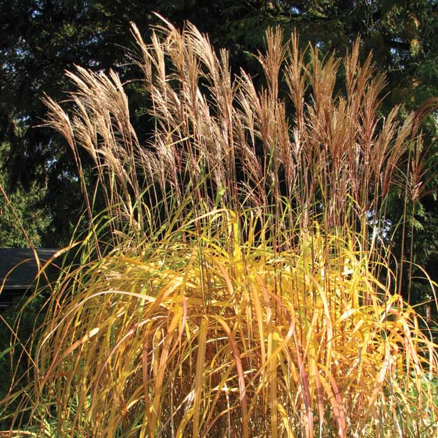 Miscanthus Purpurascens