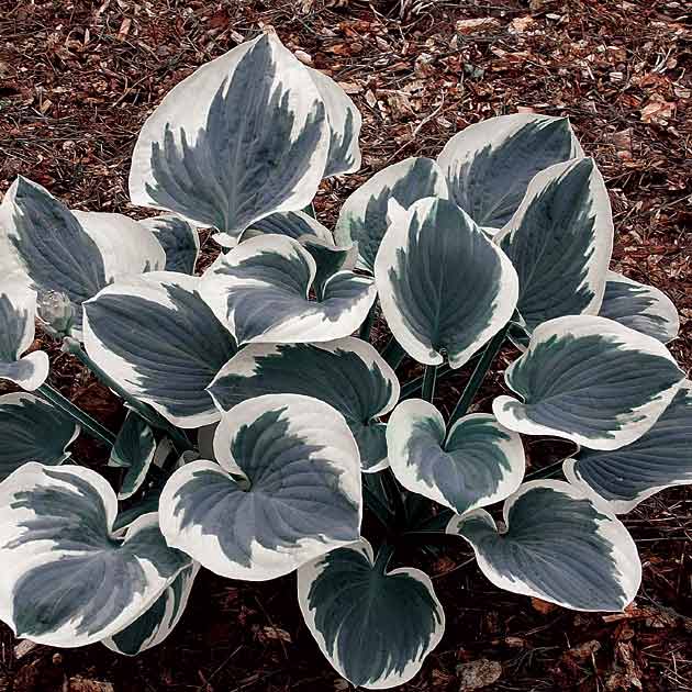 Hosta Barbara Ann