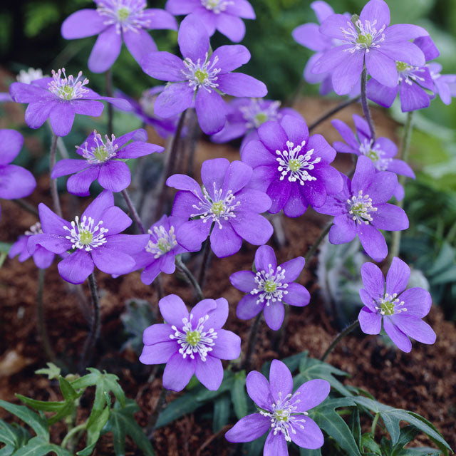 Hepatica nobilis