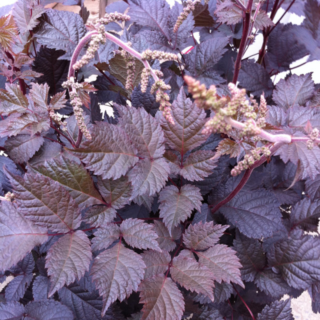 Astilbe Chocolate Shogun