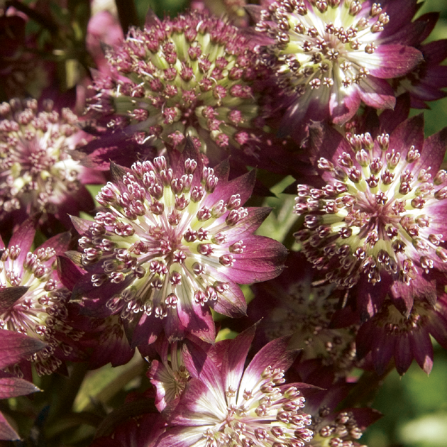 Astrantia Star of Beauty