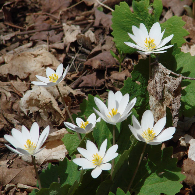 Sanguinaria canadensis