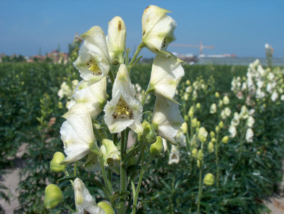 Aconitum Album