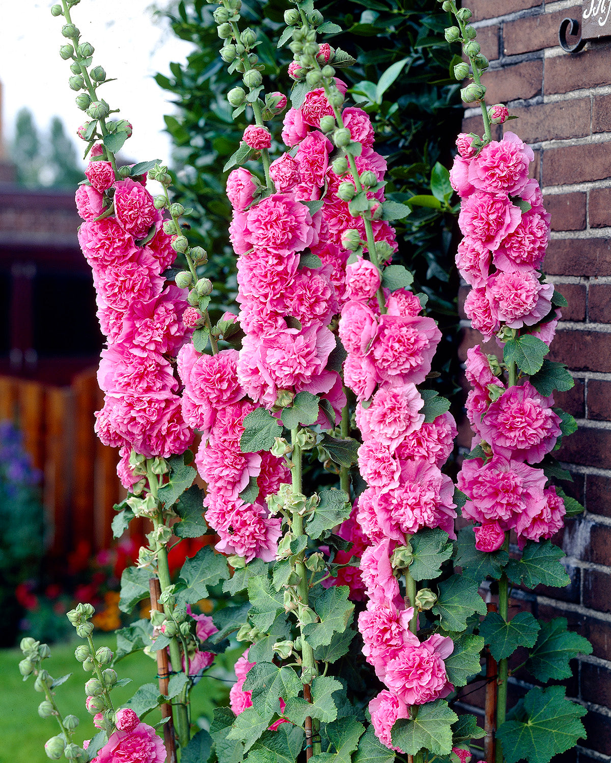 Alcea Chaters Double Pink