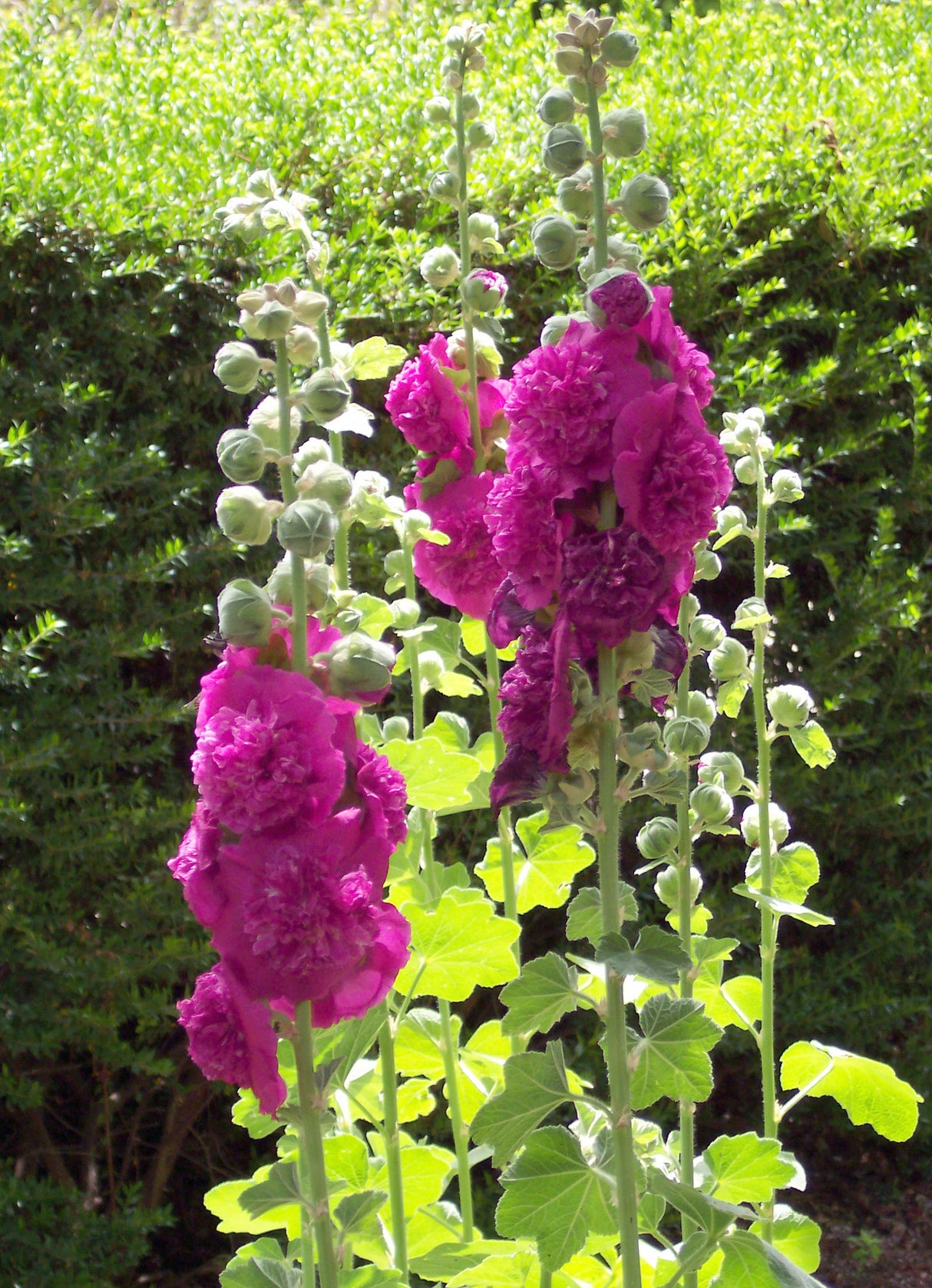Alcea Chaters Double Purple