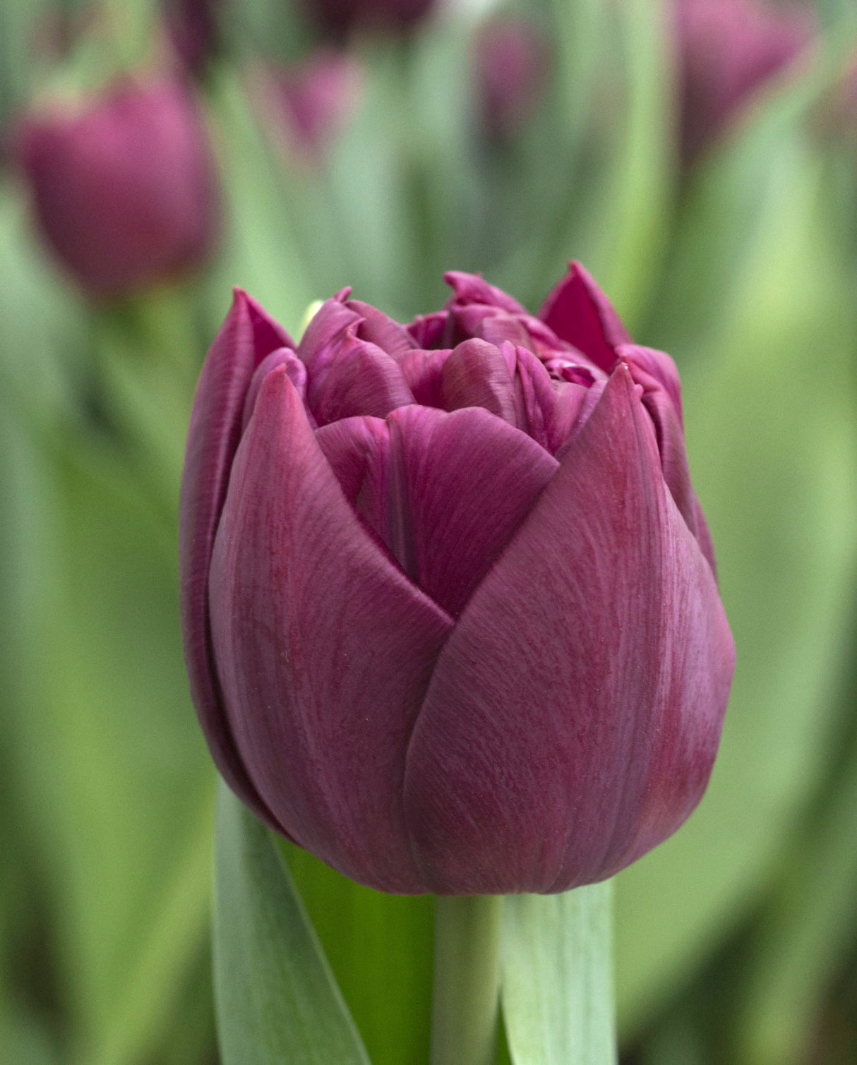 Tulip Alison Bradley