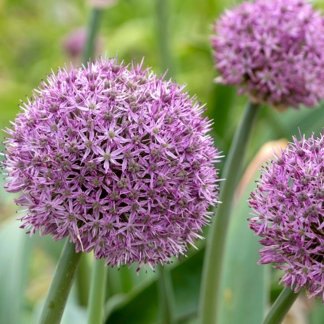 Allium Party Balloons