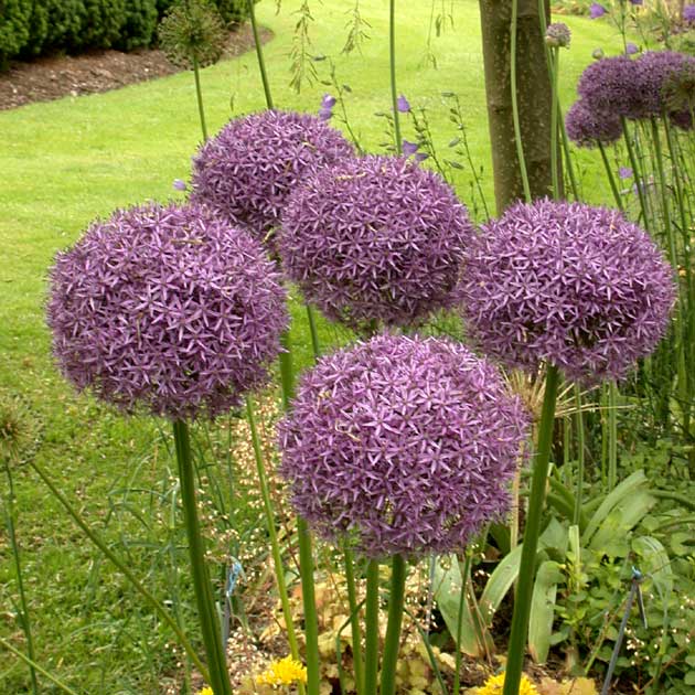 Allium Globemaster