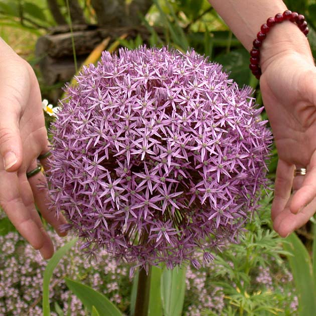 Allium Globemaster