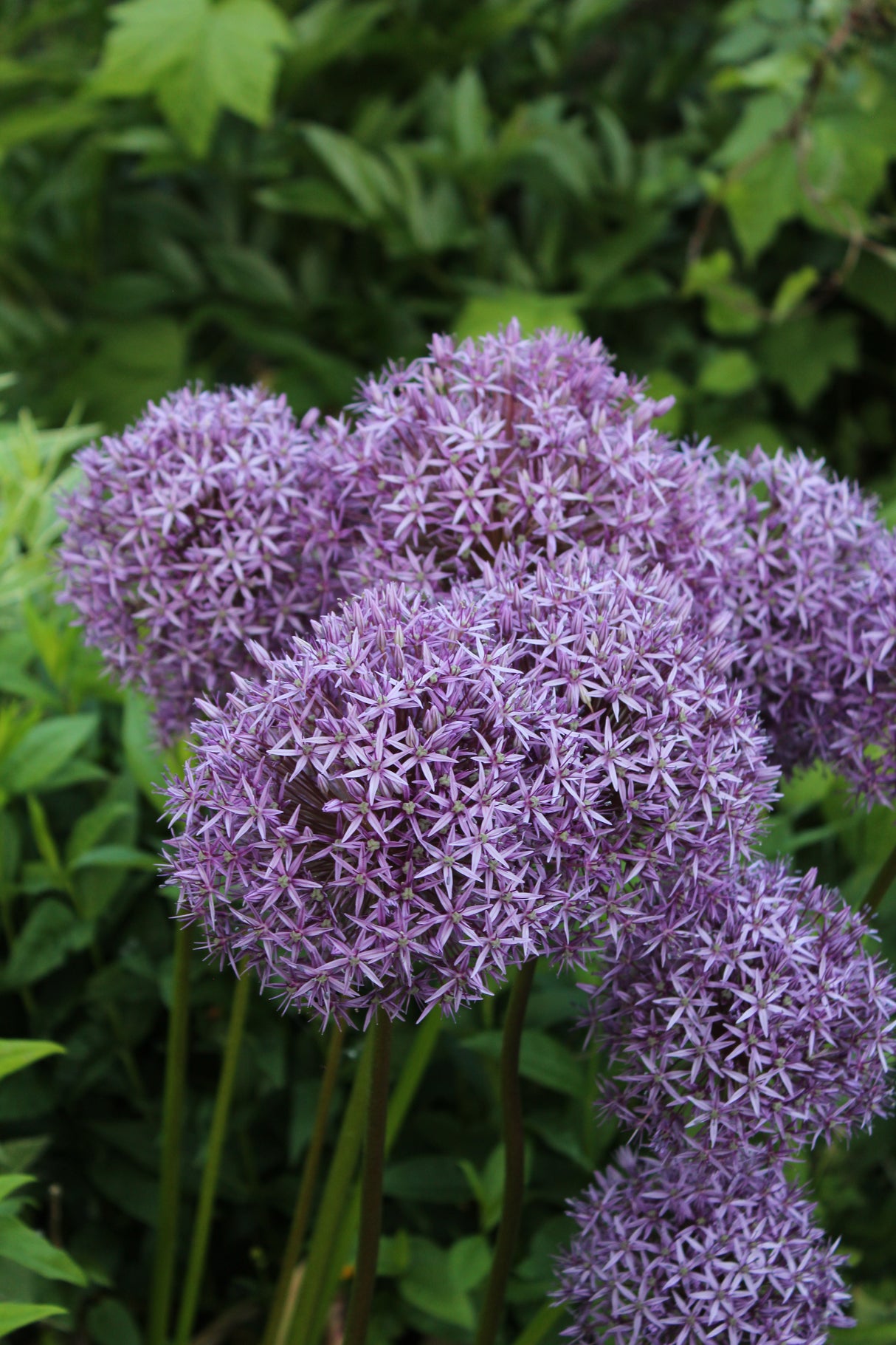 Allium Globemaster