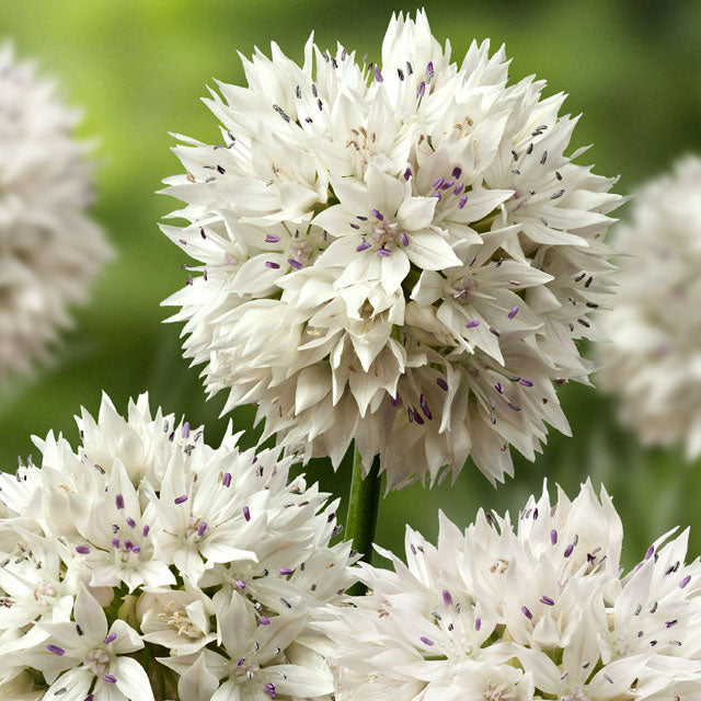 Allium Graceful Beauty