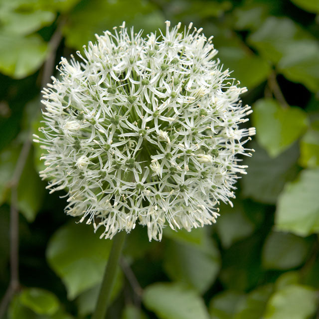 Allium Mount Everest
