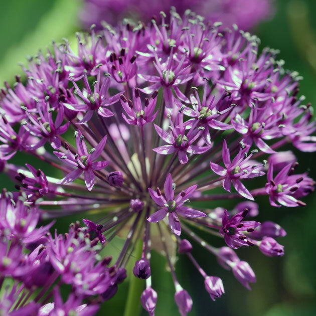 Allium Purple Sensation