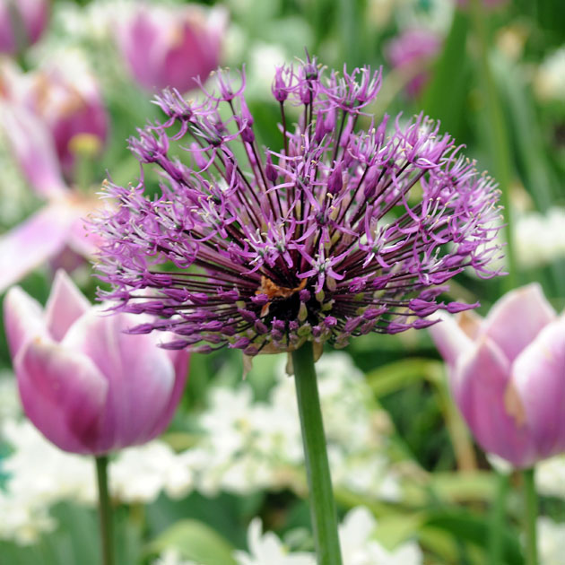 Allium Purple Sensation