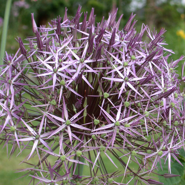 Allium Christophii