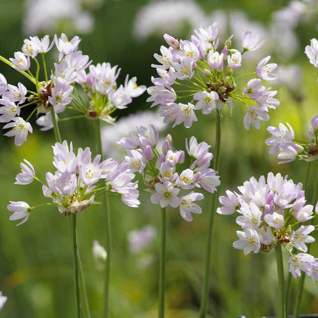 Allium Roseum