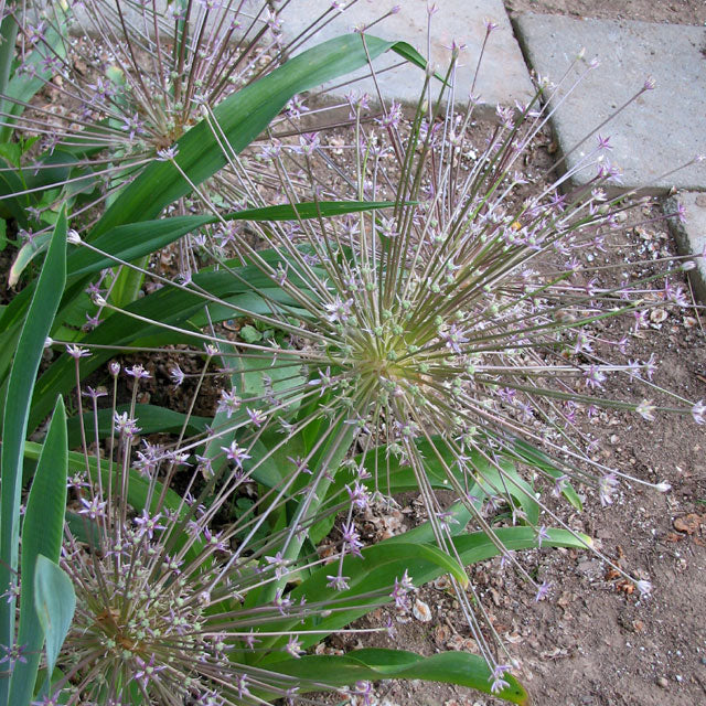 Allium Schubertii