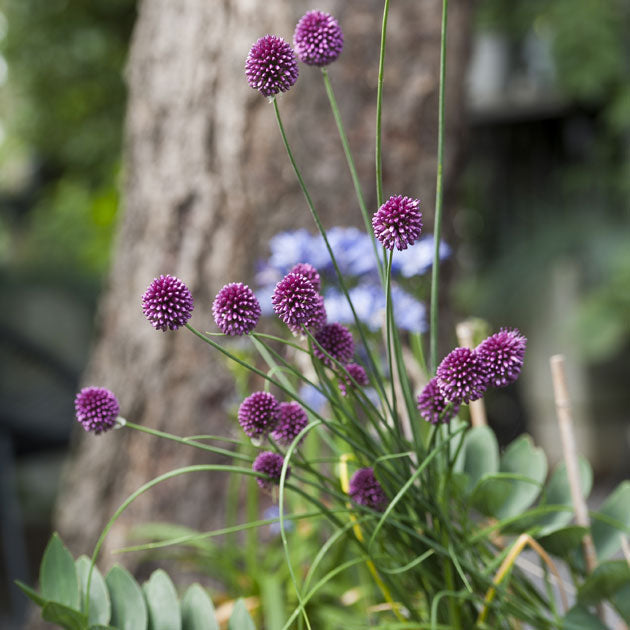 Allium Sphaerocephalon