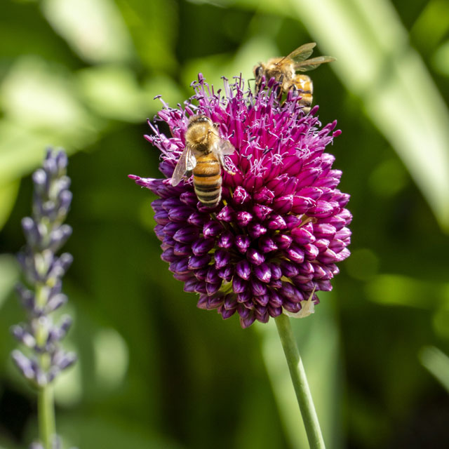 Allium Sphaerocephalon