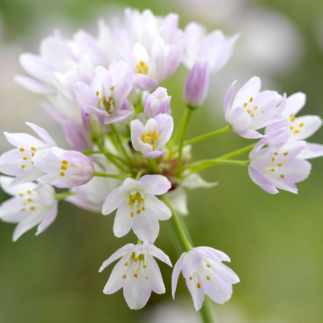 Allium Roseum