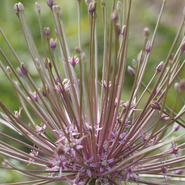 Allium Schubertii